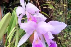 vystava_orchideji-8